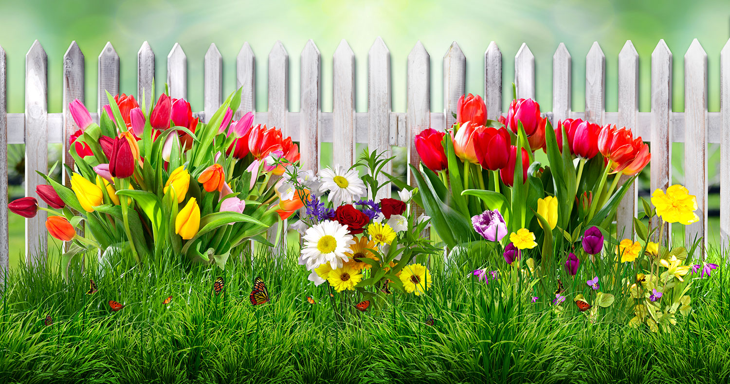 Fototapeten: Zaun mit Tulpen