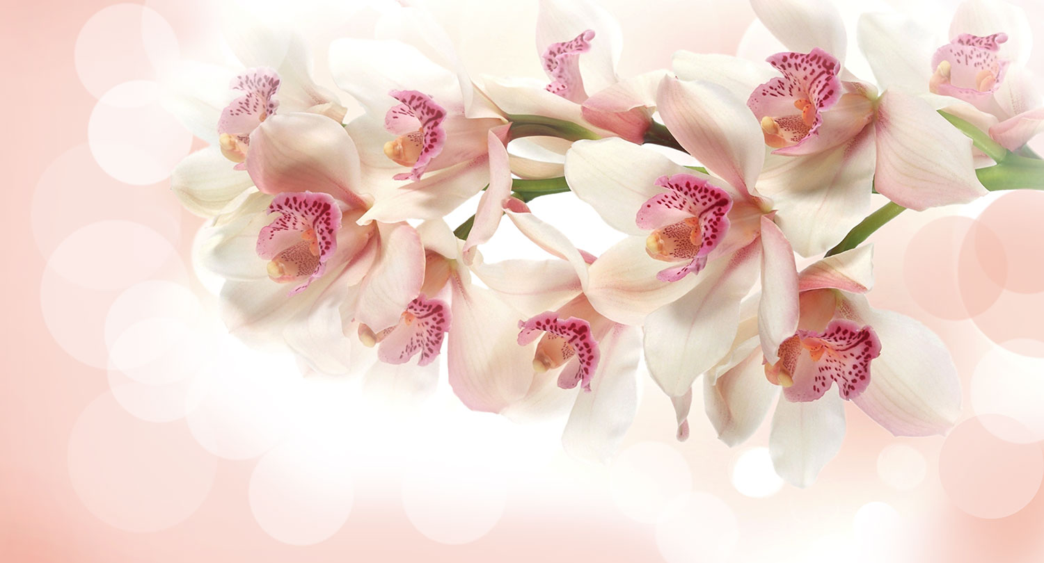 Fototapeten: Orchideenstrau&szlig;