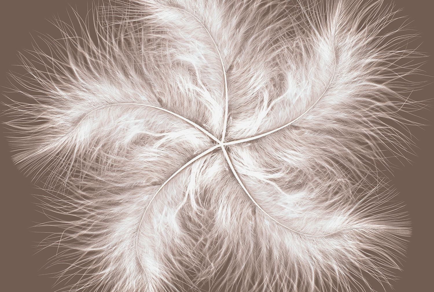 Fototapeten: Federspirale