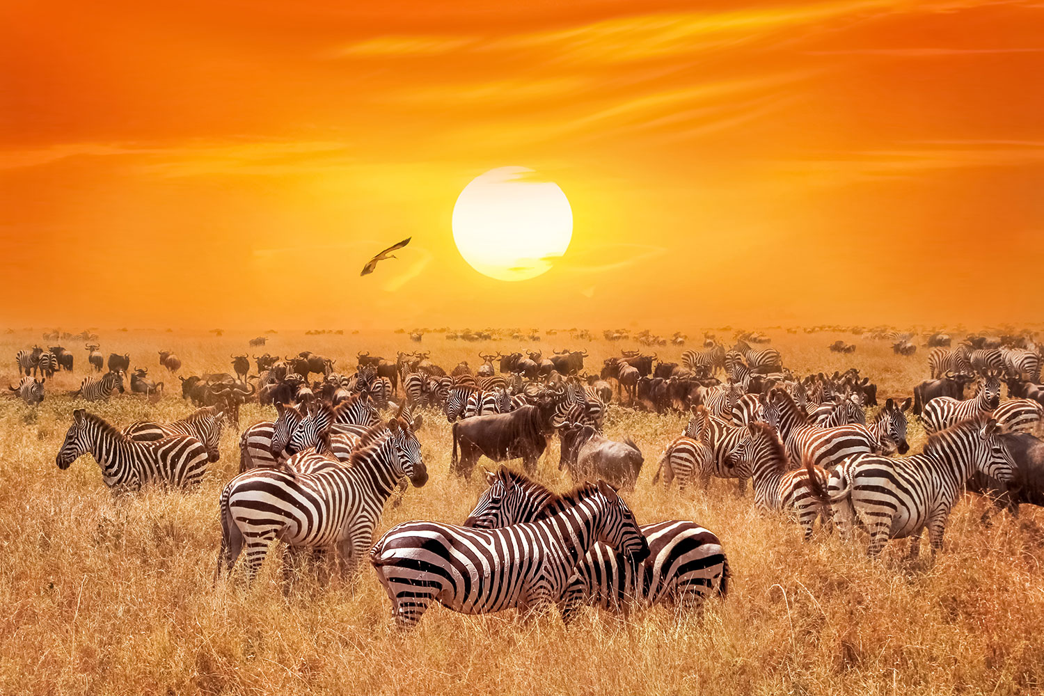 Fototapeten: Zebras in der Savanne