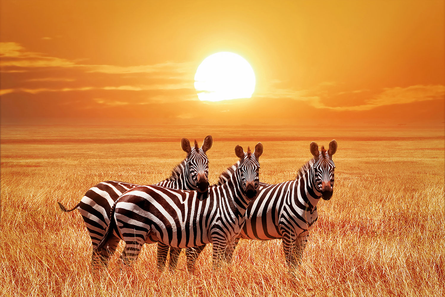 Fototapeten: Zebras im Sonnenuntergang