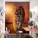 Fototapeten: Tiger 2
