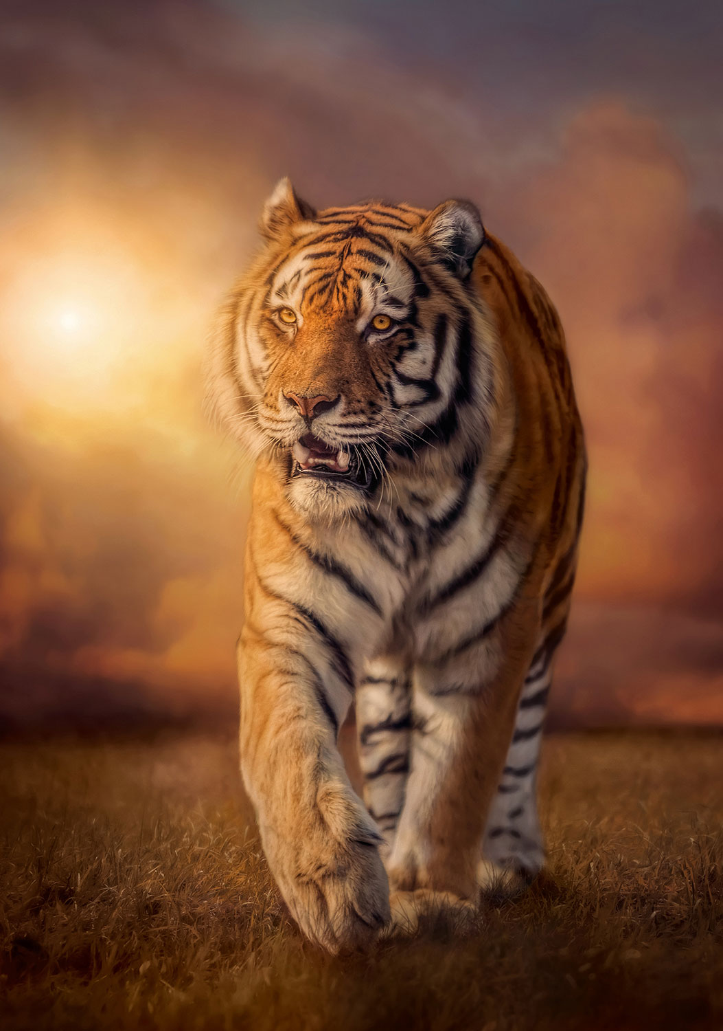Fototapeten: Tiger