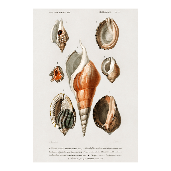 Wandtattoos: Arten von Muscheln
